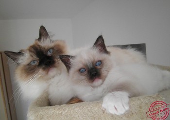 chaton ragdoll et sa maman - Chatterie Ragdolls du Val de Beauvoir